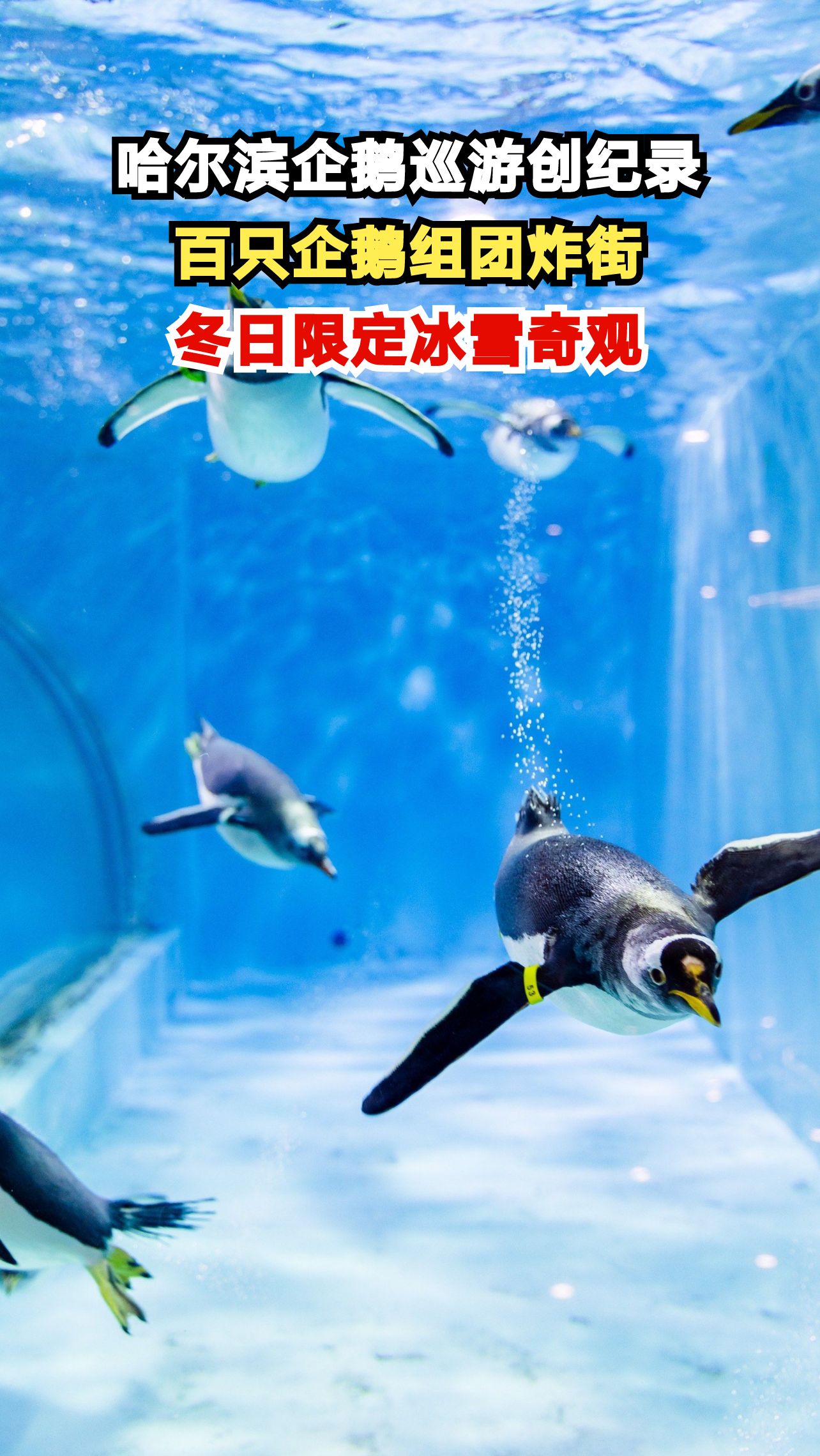 哈尔滨极地公园百只企鹅巡游创纪录，冬日限定冰雪奇观震撼上演