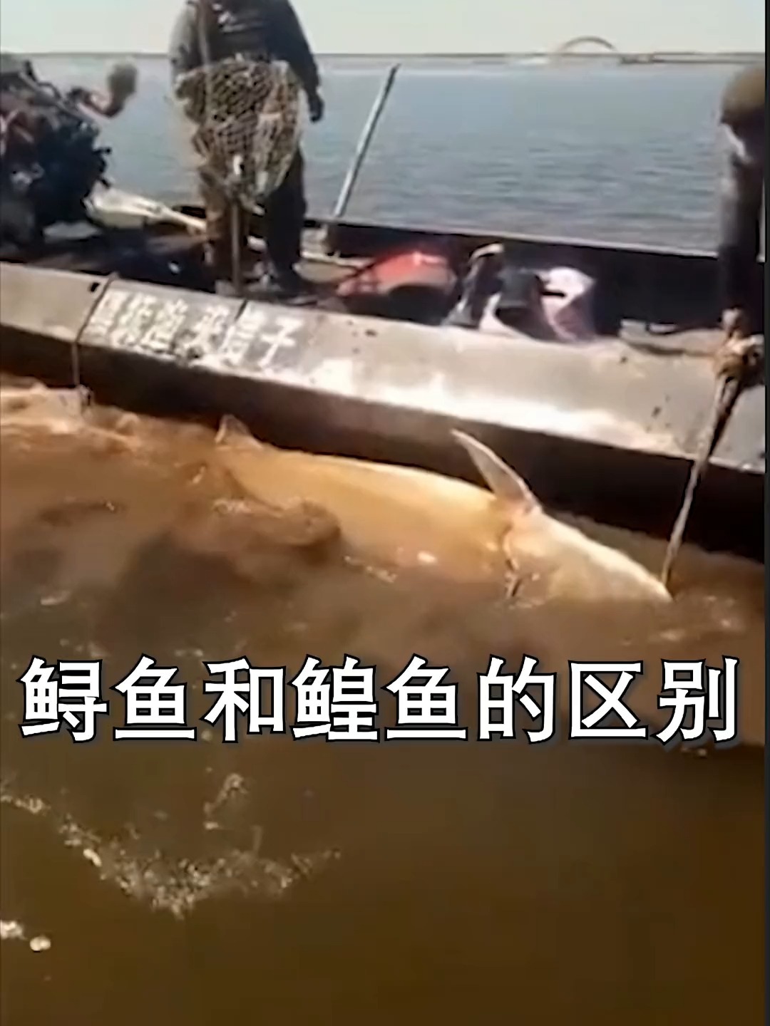 鲟鱼和鳇鱼到底是一种鱼吗?