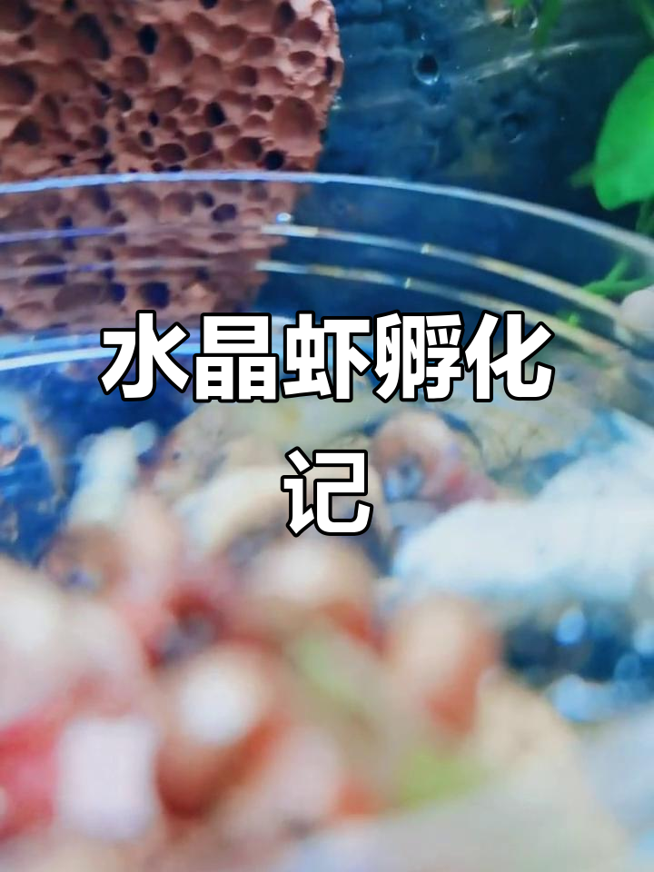 水晶虾成功孵化,水质稳定,黑壳虾活跃