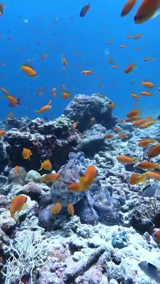 海底世界,神秘而多彩。鱼群穿梭,珊瑚斑斓,仿佛置身梦幻仙境