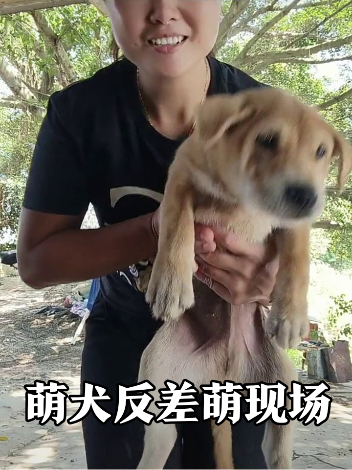 小黄狗被抱到放飞自我,小黑狗乱入成好奇宝宝