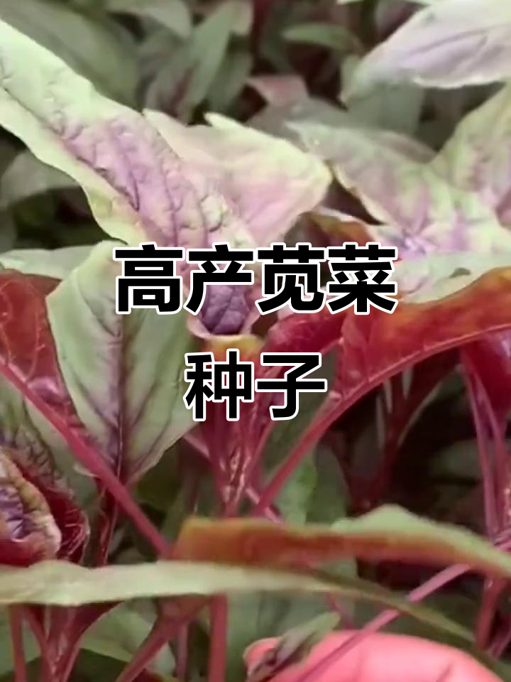 柳叶红苋菜,快速生长,多次采摘,产量惊人