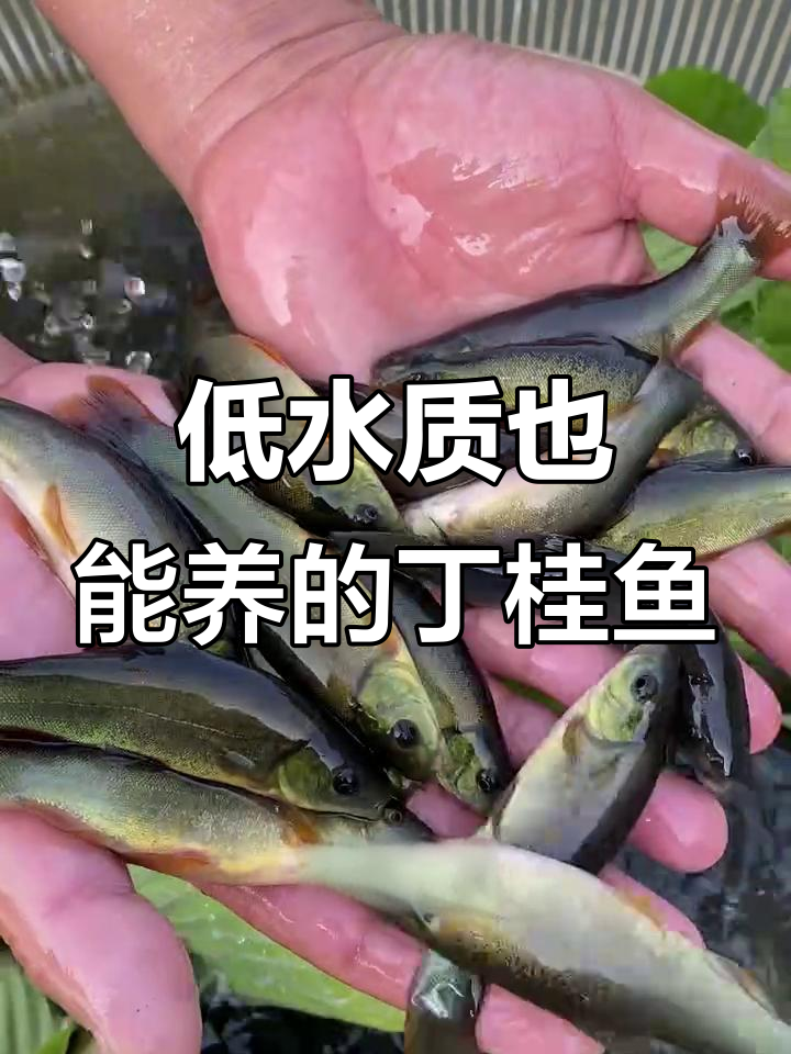 丁桂鱼:耐低养,一年可长三斤,最大能到十五斤