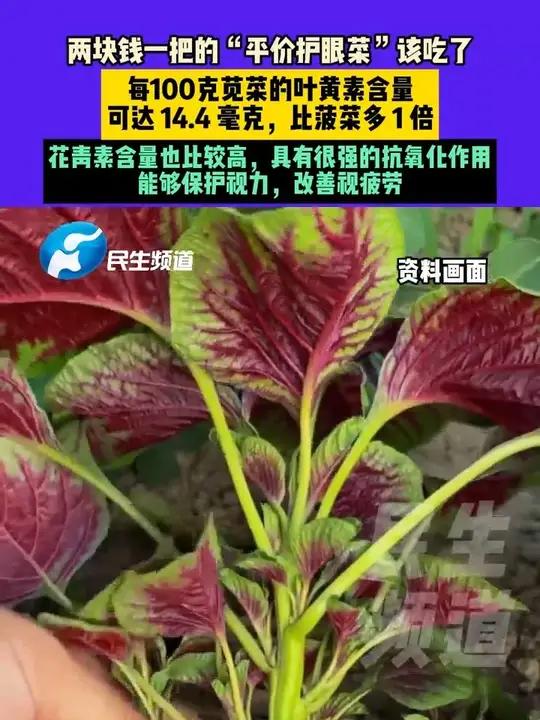 两块钱一把的“平价护眼菜”该吃了,每100克苋菜的叶黄素含量可达 14.4 毫克,比菠菜多
