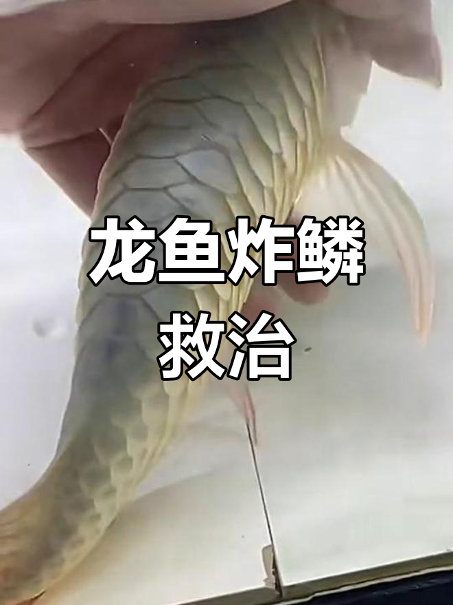 龙鱼炸鳞病:九死一生的治疗过程