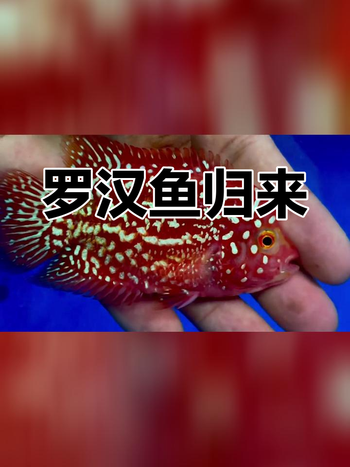 火凤凰罗汉鱼回家