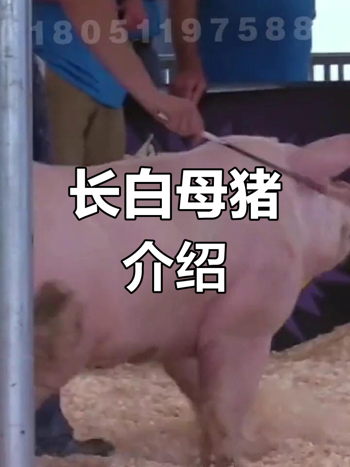 长白种猪:适合腌肉的瘦肉型品种