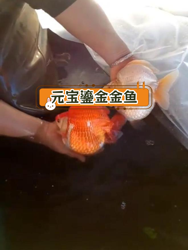 短尾元宝金鱼,适合侧面观赏