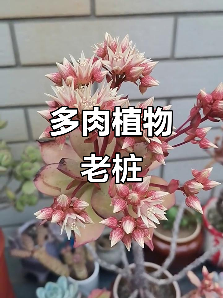 艳日辉多肉老桩,岁月留下的美丽痕迹