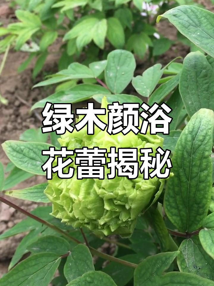 绿牡丹开花变白,原来是这样!