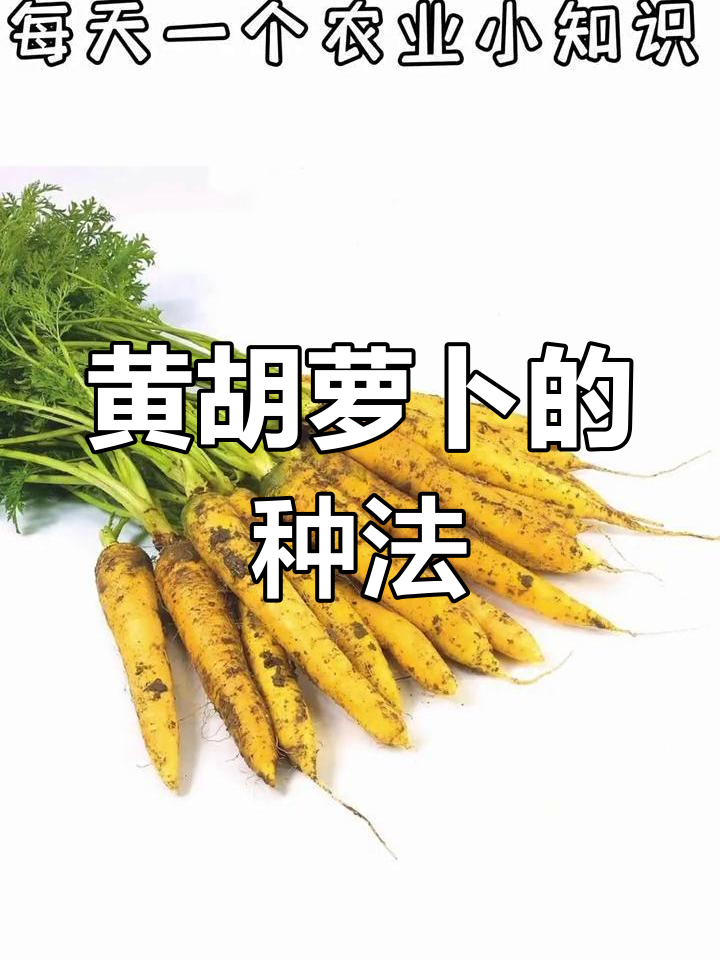 冬季时令蔬菜:黄胡萝卜的营养与种植技巧