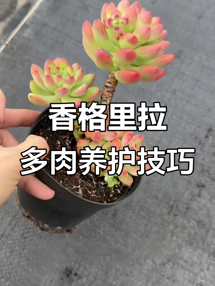 香格里拉多肉养护全攻略：轻松掌握水光管理