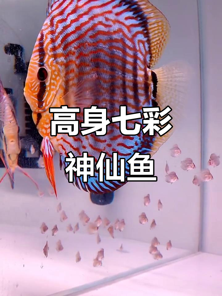 七彩神仙鱼的高贵身形与清晰纹路,谁能抗拒它们的魅力?