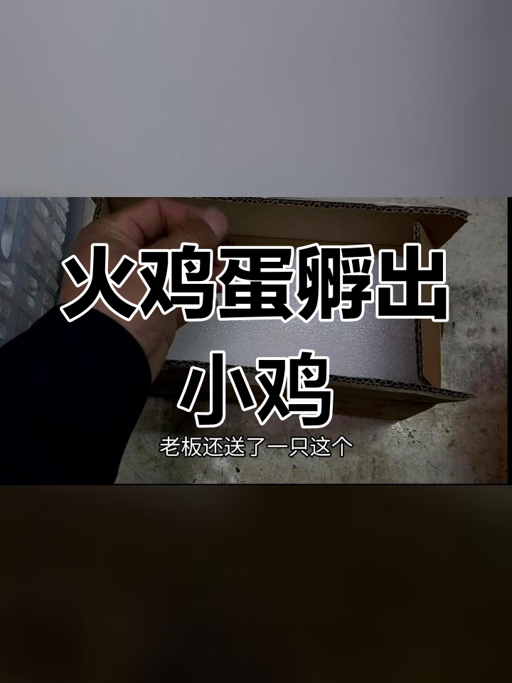 网上买火鸡蛋,20天孵化成功