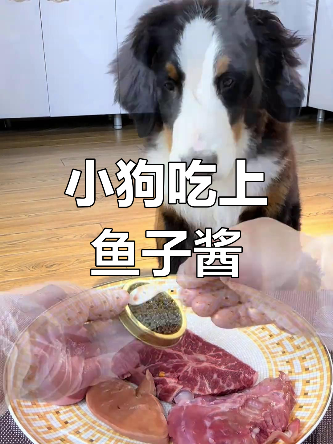 斯文小狗的奢华晚餐:鱼子酱与各种美味