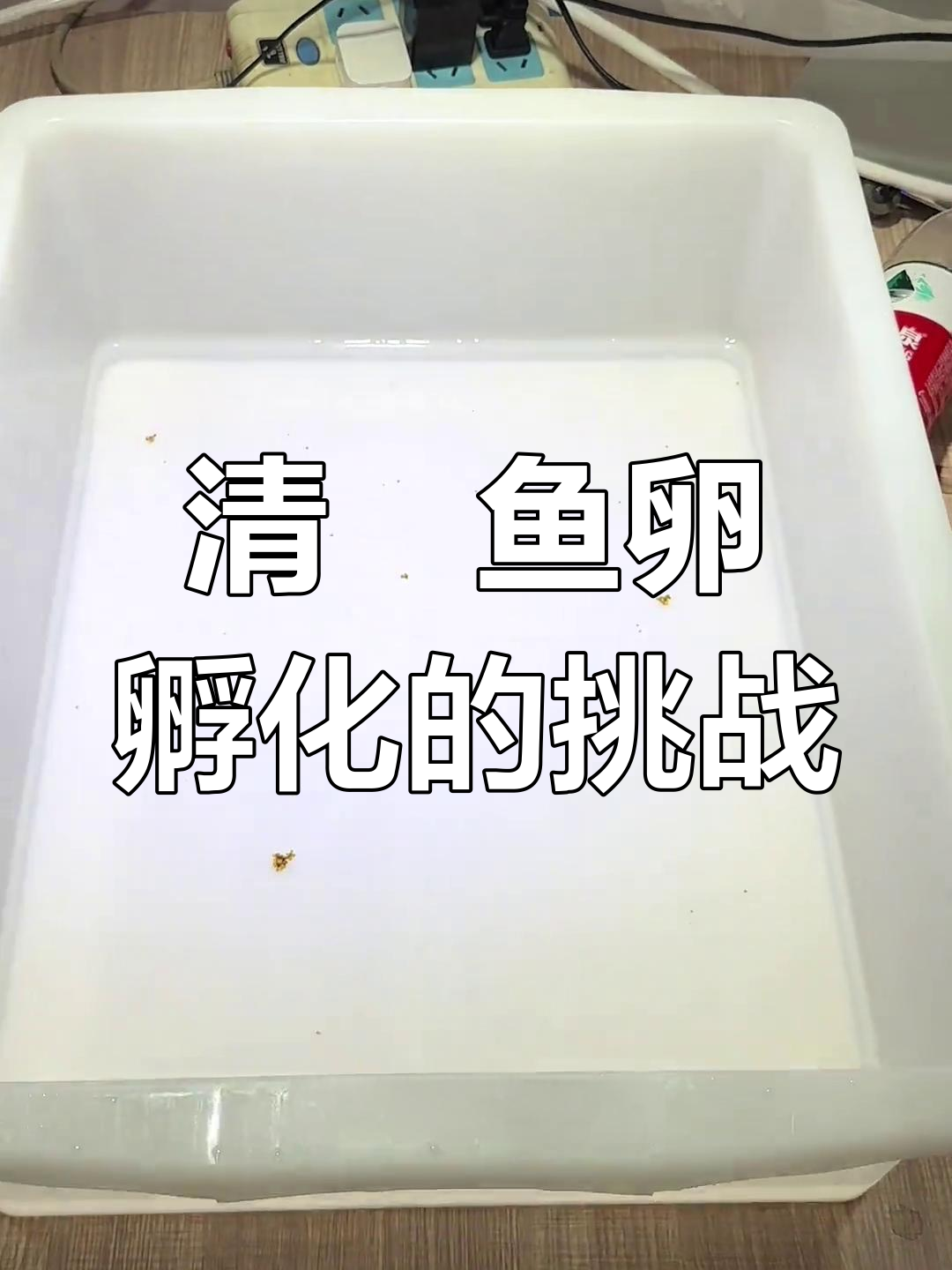 孵化清江小鱼卵,难度堪比拆弹专家