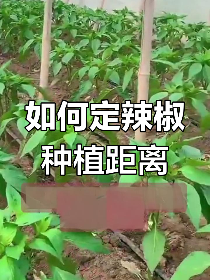 辣椒种植株距行距全解析,如何确定最合适的密度