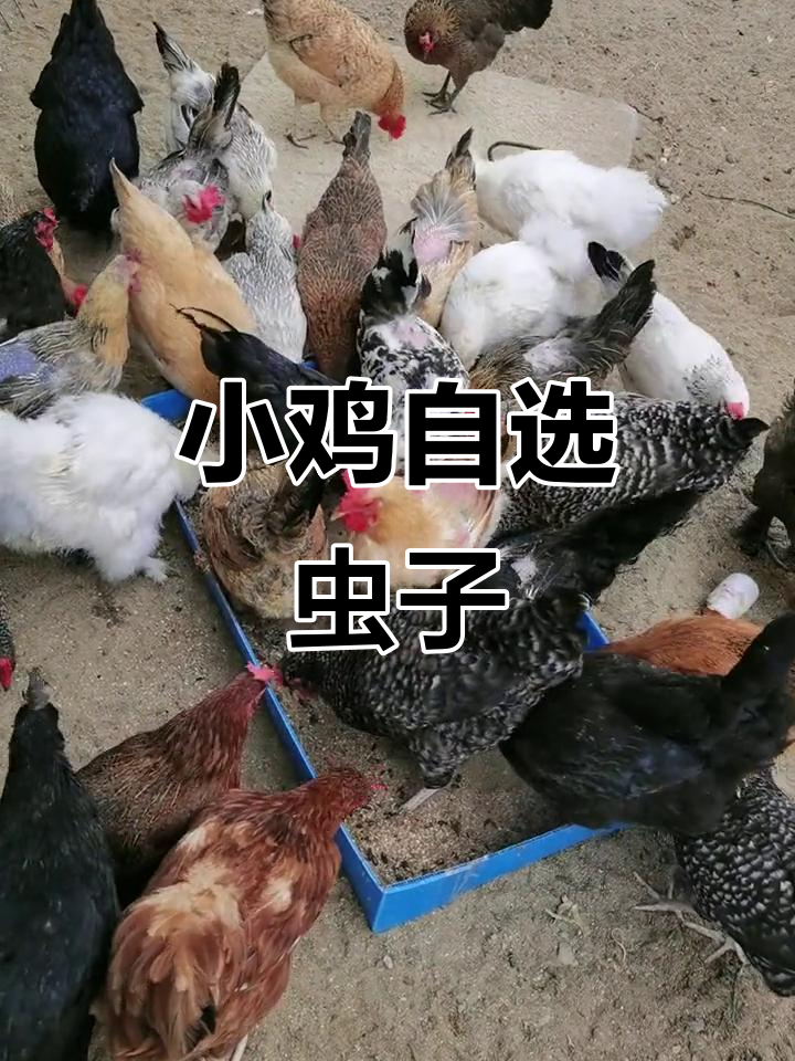 乡村养殖趣事：小鸡挑虫吃，公鸡踩秃毛，母鸡肉质满满