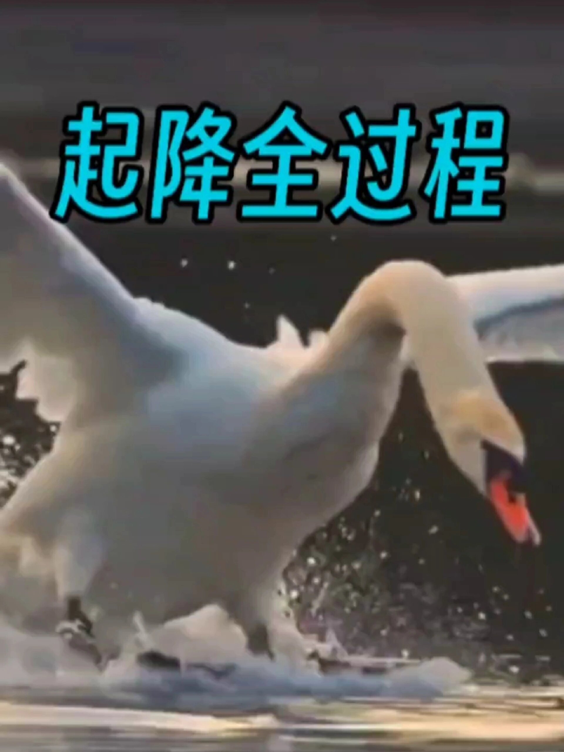 白天鹅起飞降落全过程,太高大上了