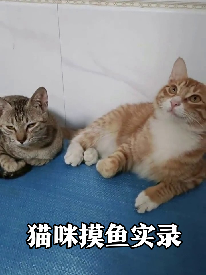 当两只猫开始摸鱼:一只摆烂一只装忙,像极了上班的你
