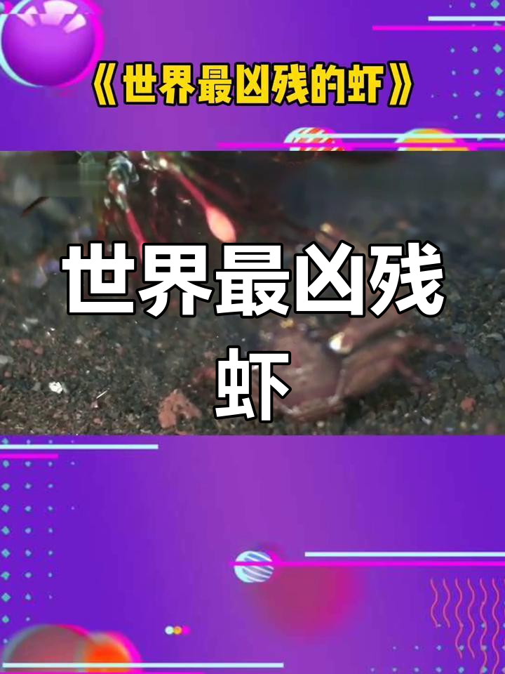 世界上最凶猛的虾,雀尾螳螂虾能击碎螃蟹外壳