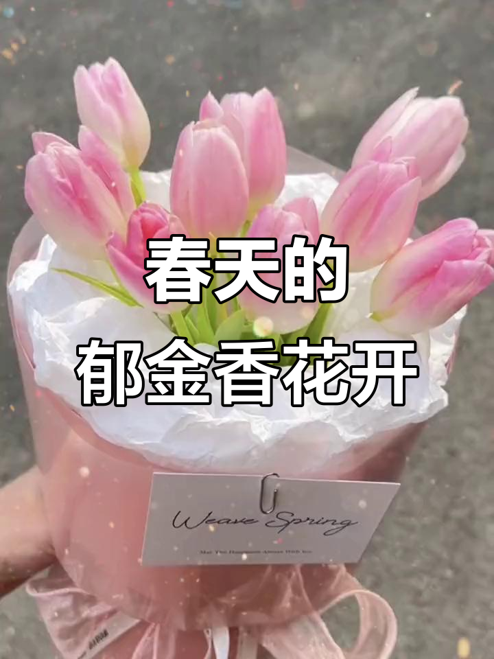 春天里的第一束花,郁金香种子发芽开花全过程