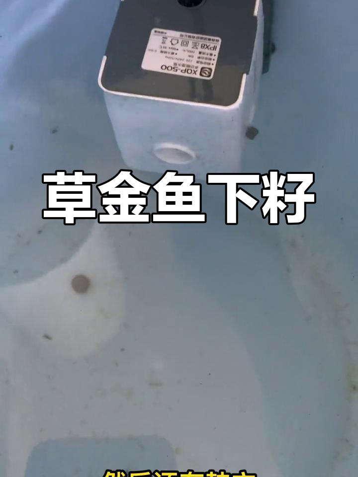 草金鱼产卵,鱼苗存活率待观察