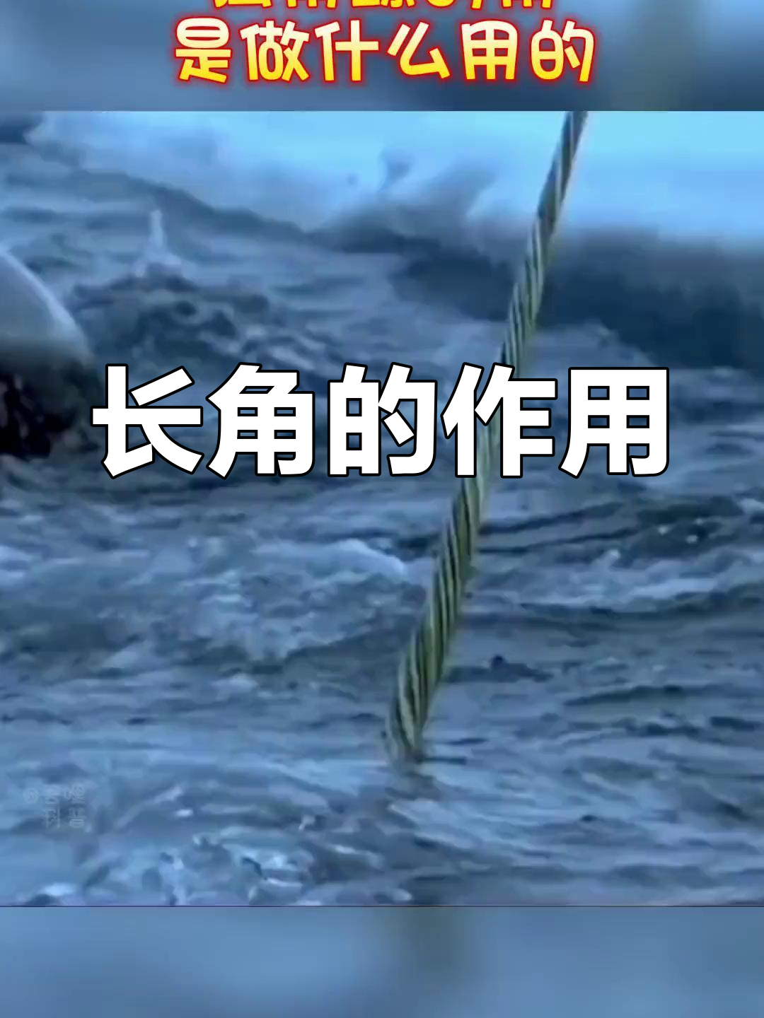 独角鲸长角的真正用途