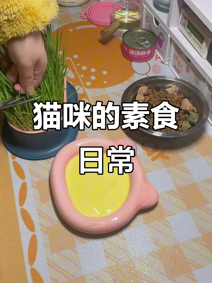 穷养田园猫的日常：蔬菜汤与草食生活