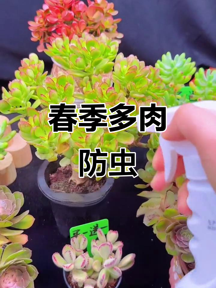 多肉植物遭虫害?夏季来临前赶紧除虫,避免损失