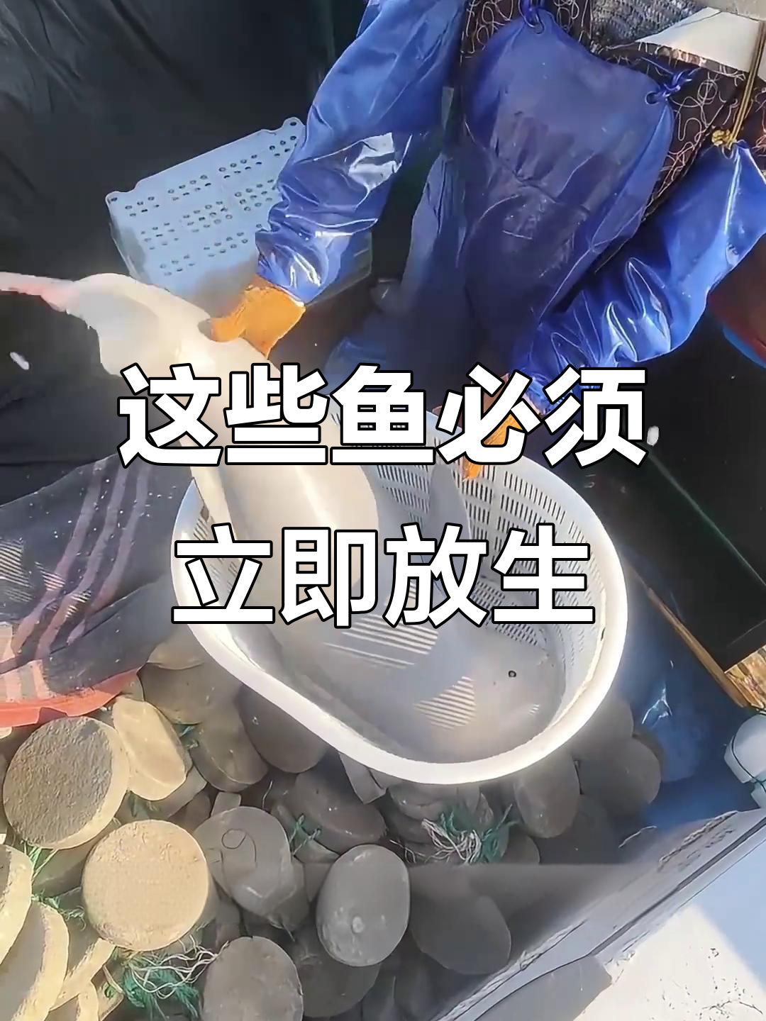 钓到这些鱼，赶紧放生！误捕江豚、中华鲟等濒危动物有风险
