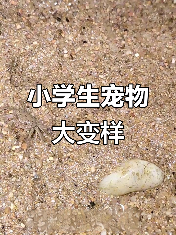 小学生养螃蟹又买小龙虾,结果笑翻了