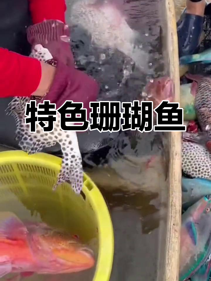 珊瑚鱼肉鲜嫩,鱼鳞炸至香脆,吃法独特又美味!