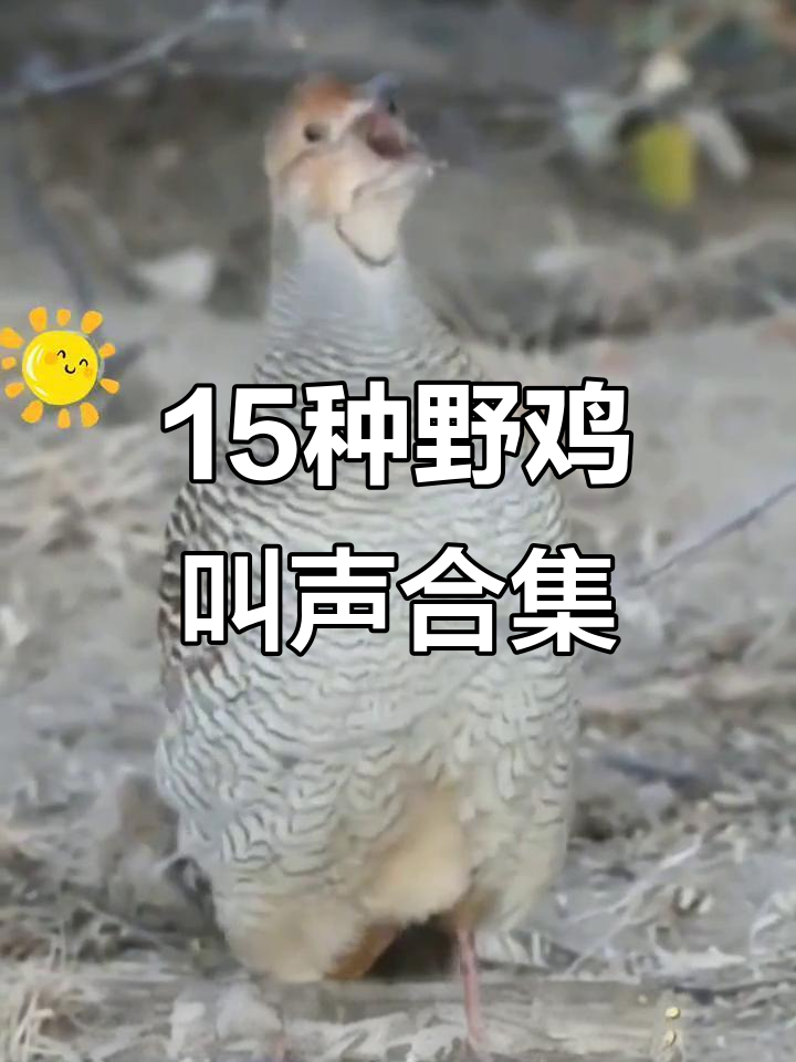 15种野鸡叫声大比拼，谁的嗓音最迷人？