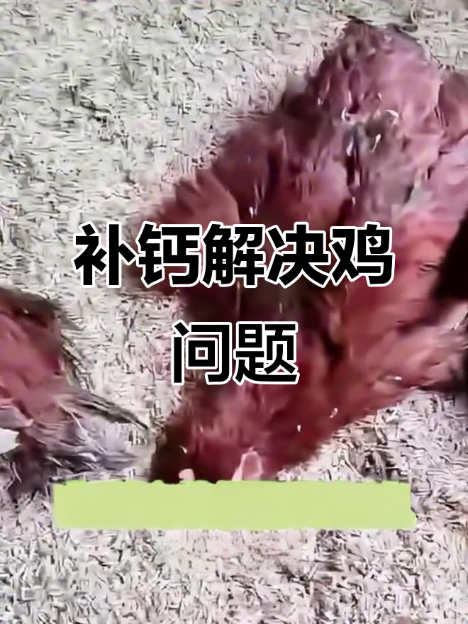 母鸡脚软、下蛋少？这些症状可能是缺钙引起的