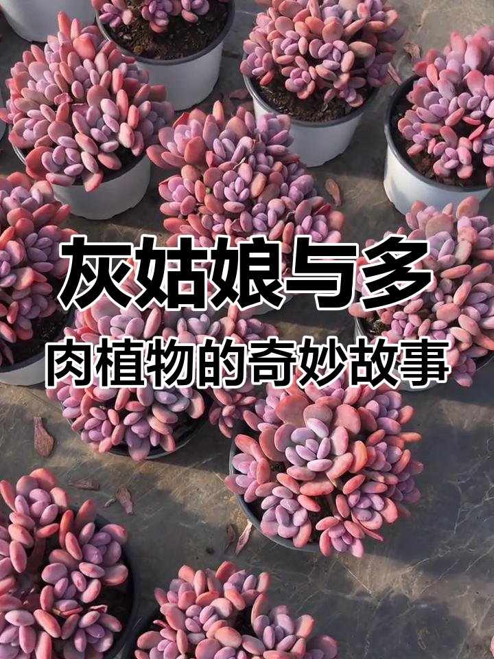 灰姑娘的美丽蜕变,多肉植物带来的奇迹