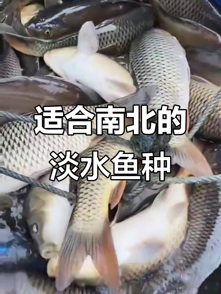 南北养殖户必看:淡水鱼品种推荐与气候适配分析
