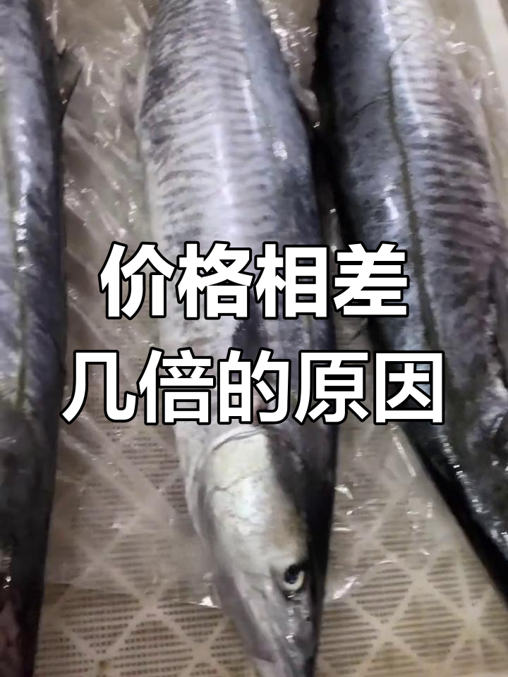 马鲛鱼与秋刀鱼的差异分析