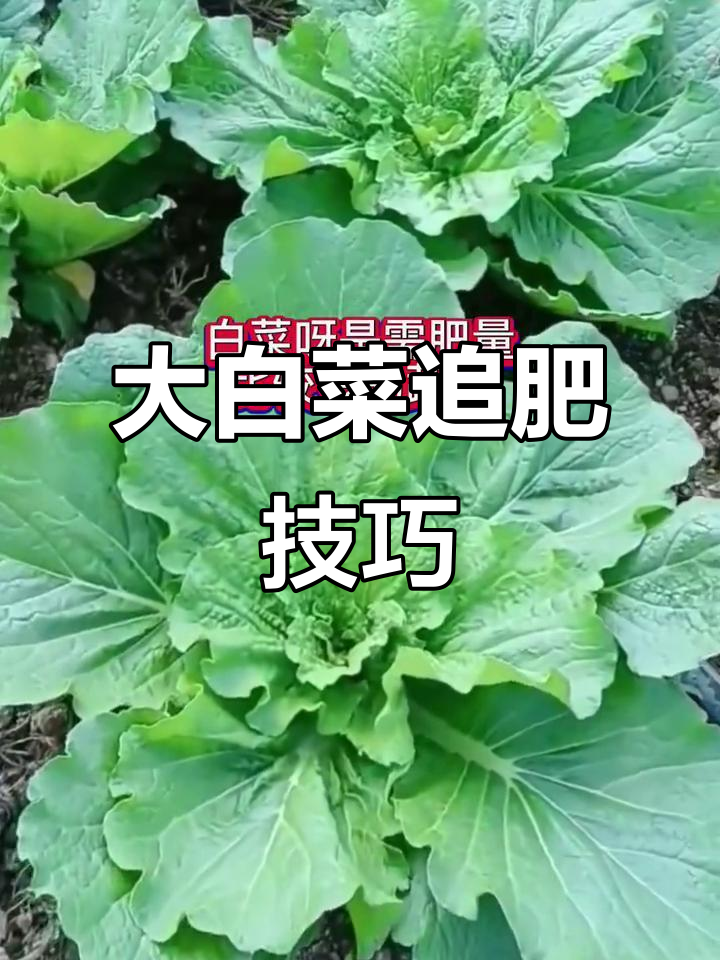 9月白菜追肥全攻略:三次关键时机,助力丰收