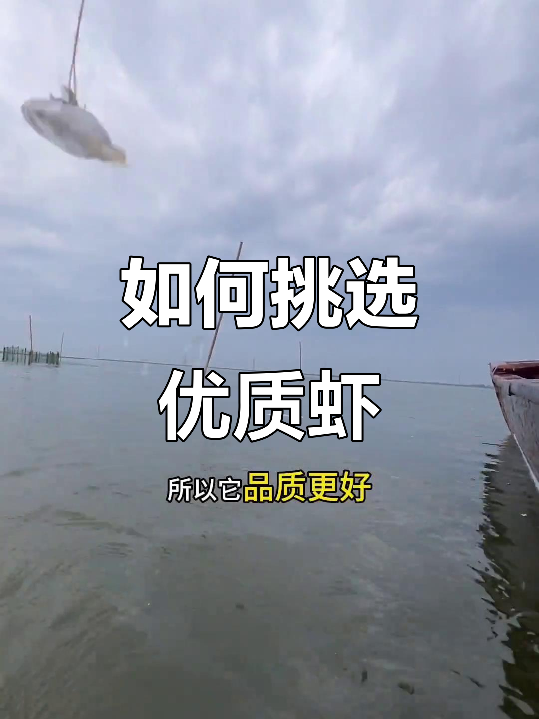 盐田虾与大棚养殖的区别，哪种更值得选？