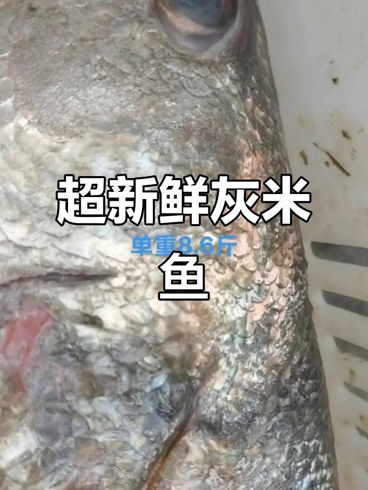 野生灰米鱼，8.6斤超鲜美！渔村海鲜大揭秘
