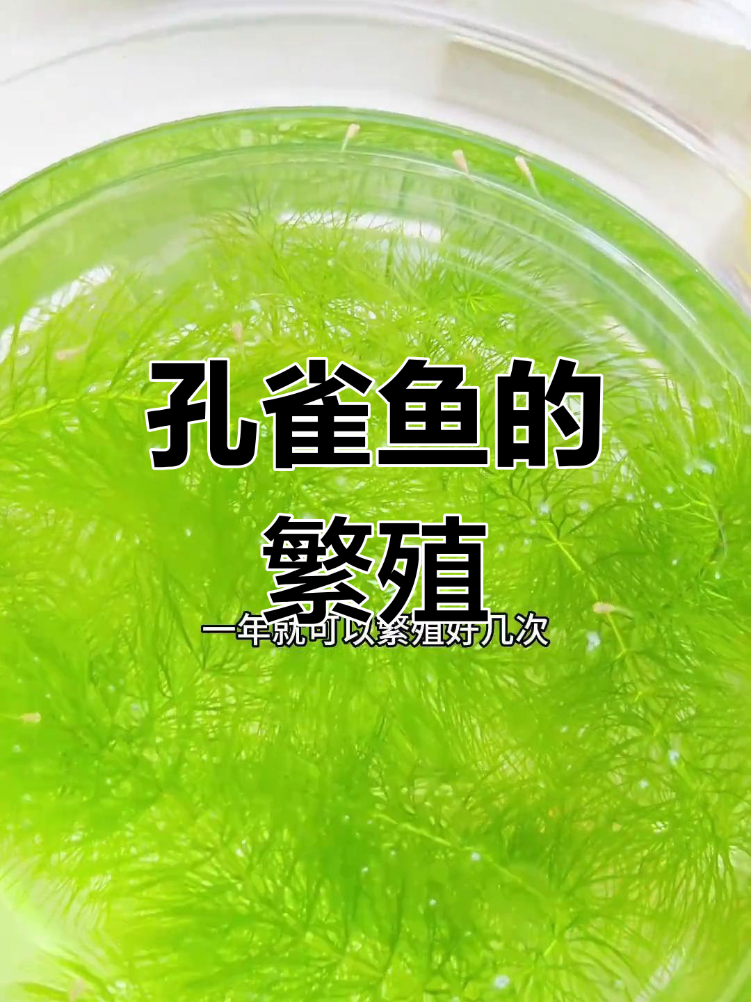 孔雀鱼胎生繁殖技巧