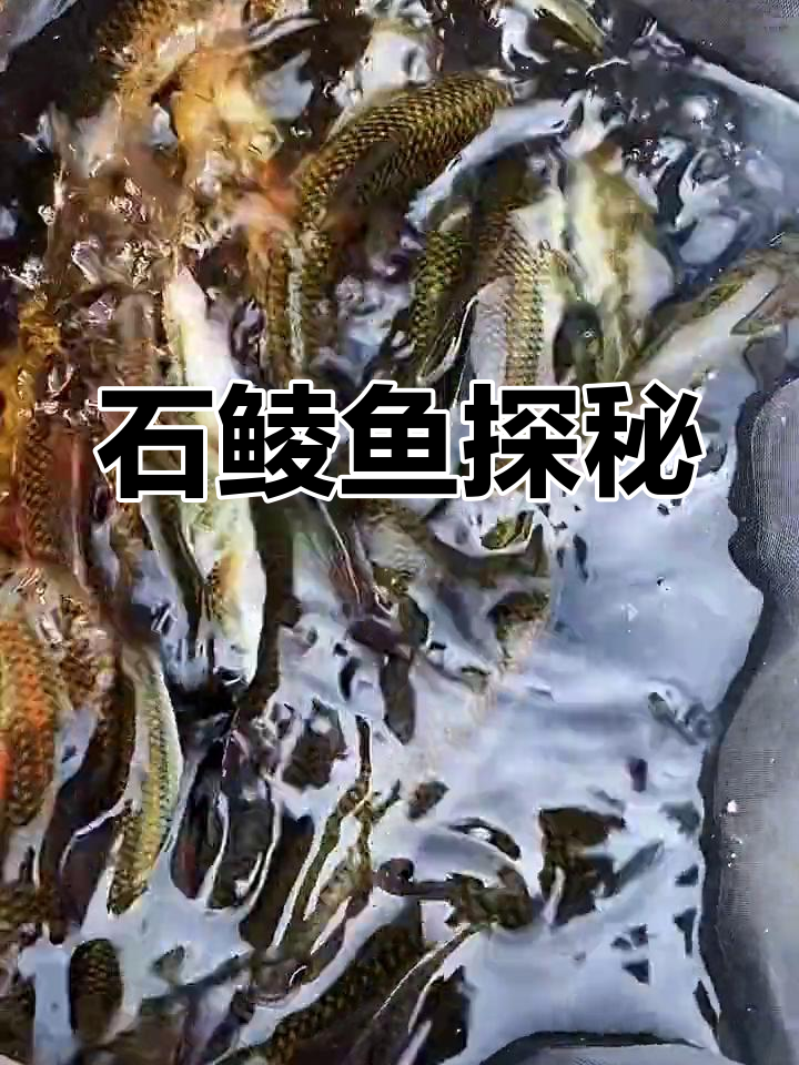 海南溪流中的原生鱼:细尾白甲鱼的魅力