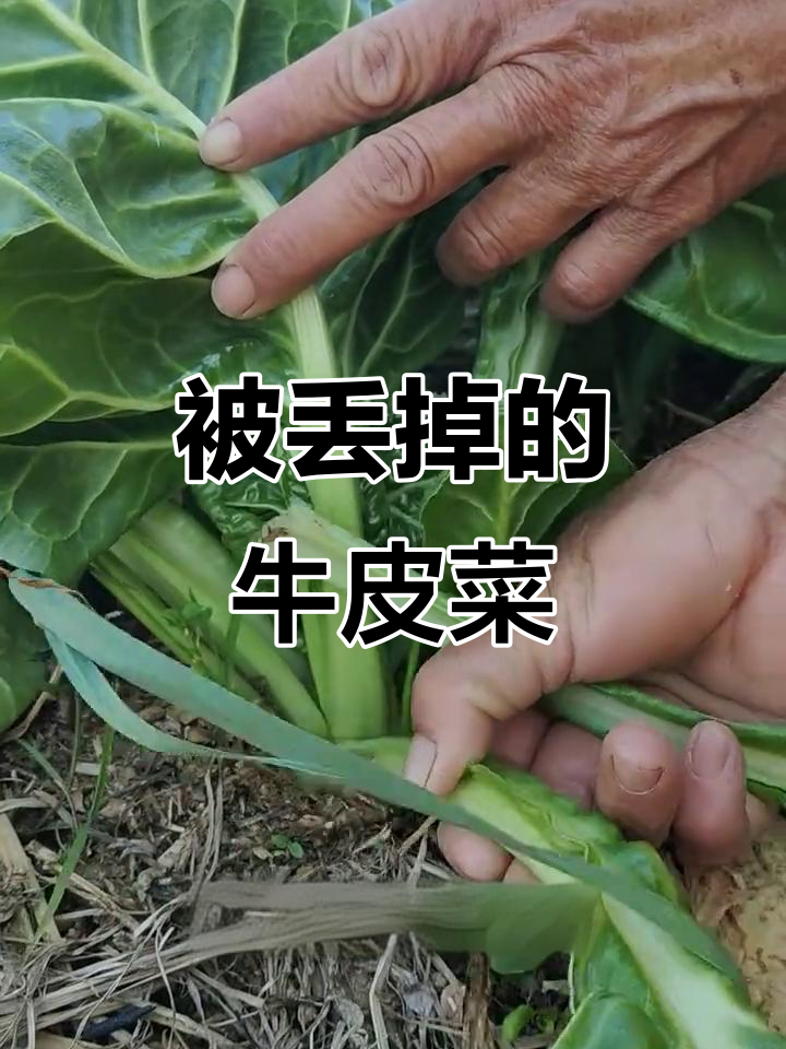 牛皮菜被嫌弃当猪饲料,其实做法超简单!