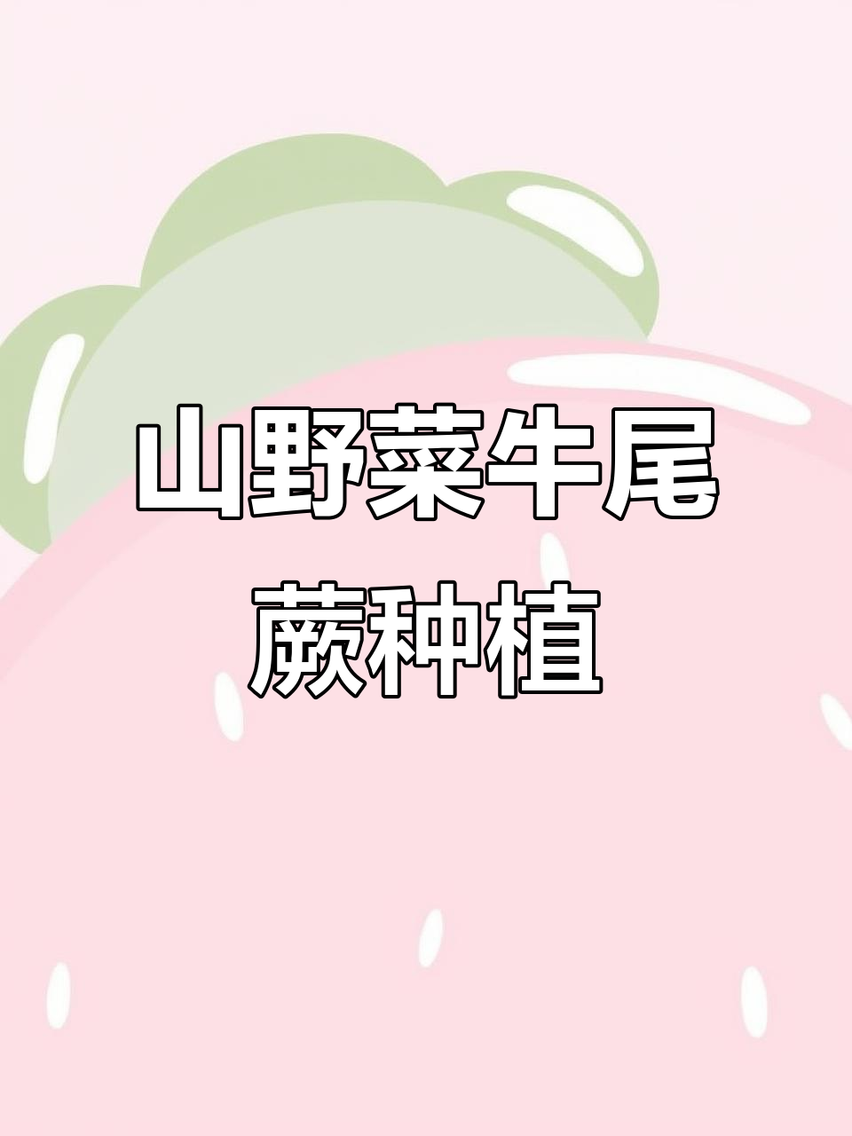 南方山野菜牛尾蕨种植技巧,轻松学会