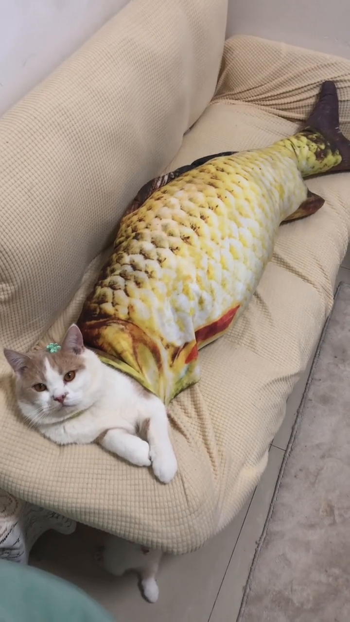 罕见的美人猫鱼