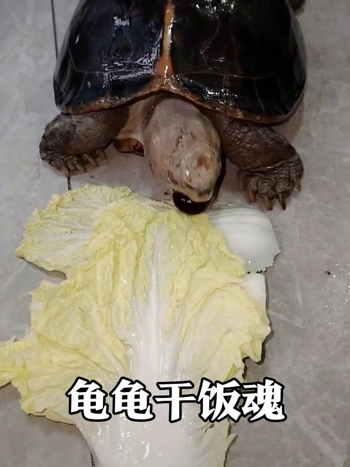 乌龟嫌白菜太素,见到“黑珍珠”秒变干饭王,最后连白菜都抢着吃