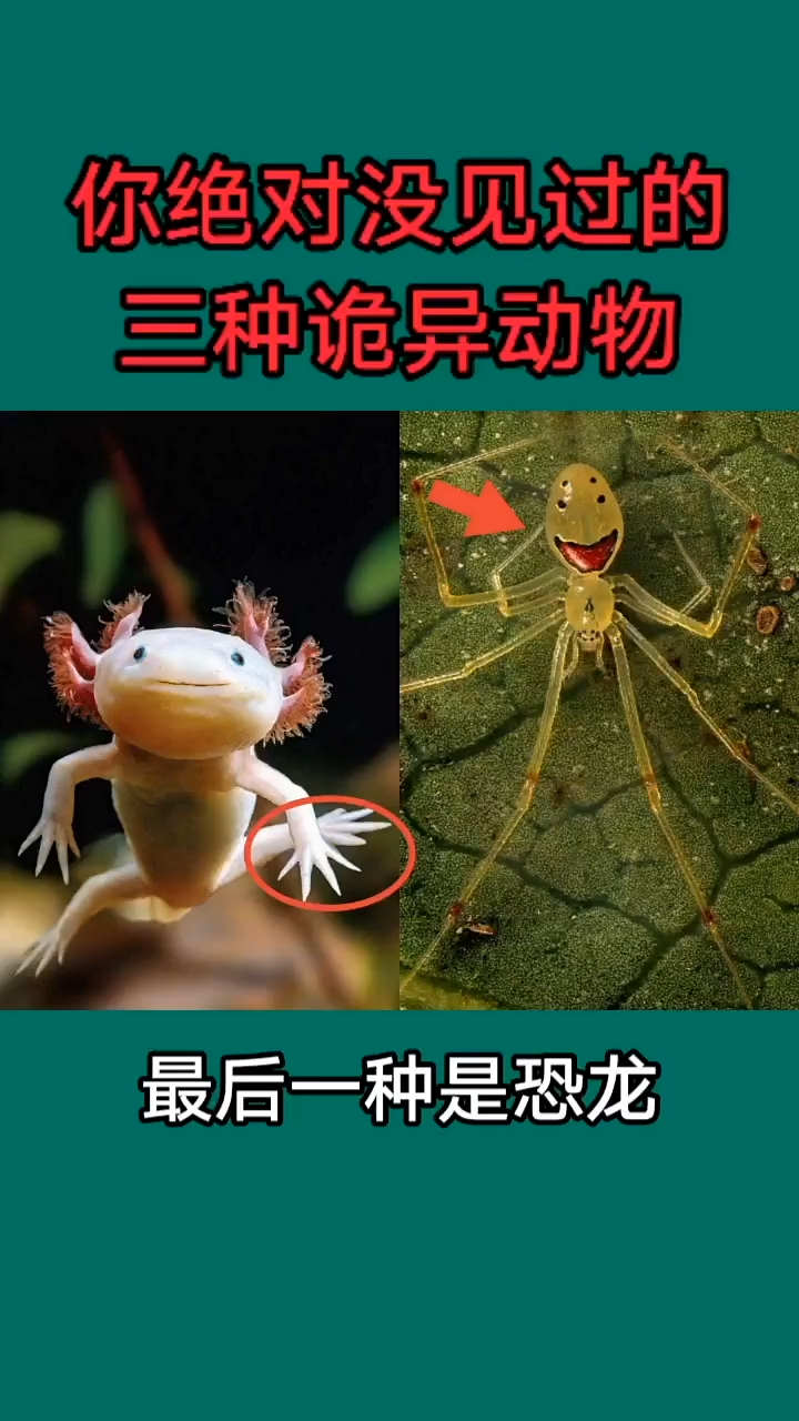 你绝对没见过的三种诡异动物