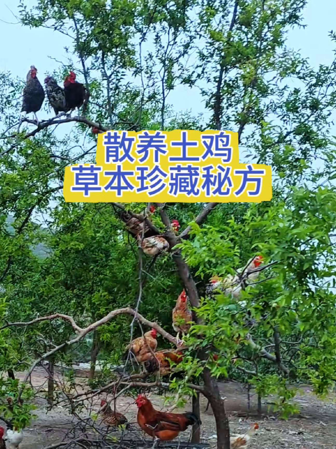 无抗养鸡知识 养鸡小妙招 养鸡技术 养鸡知识 无抗养殖
