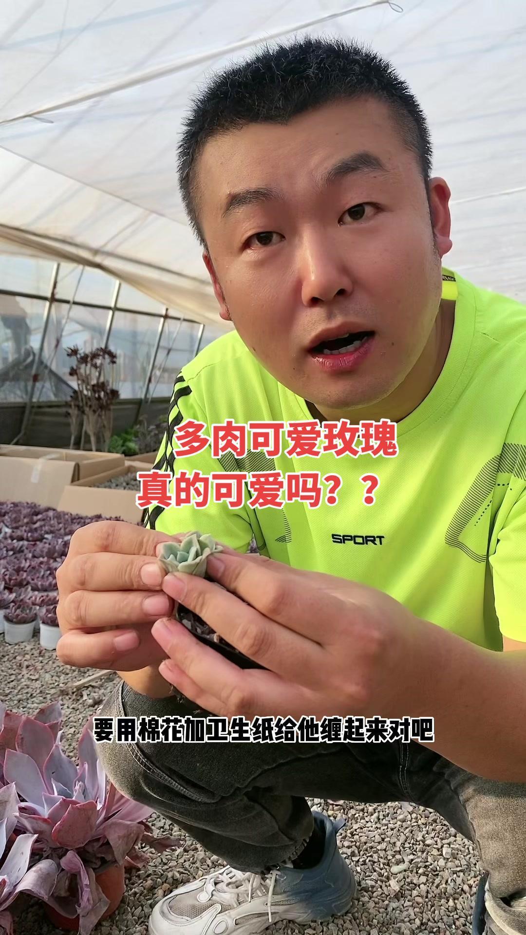 多肉可爱玫瑰,真的可爱吗?多肉植物 我为祖国喝彩